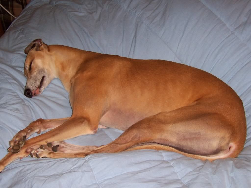 Image result for Images of greyhounds sleeping