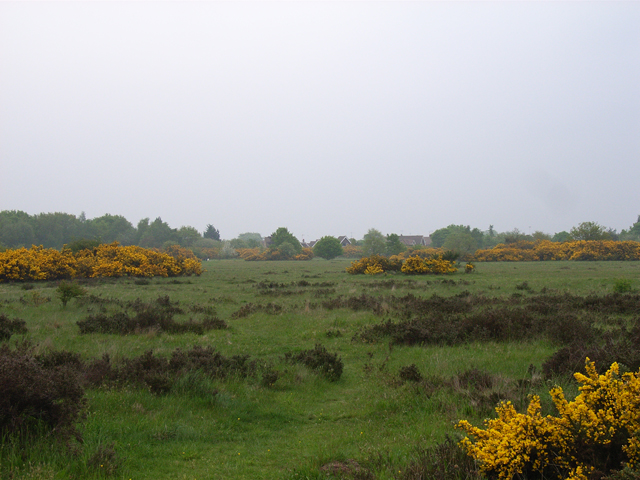 File:Heath at Blackbushe Airport - geograph.org.uk - 170356.jpg