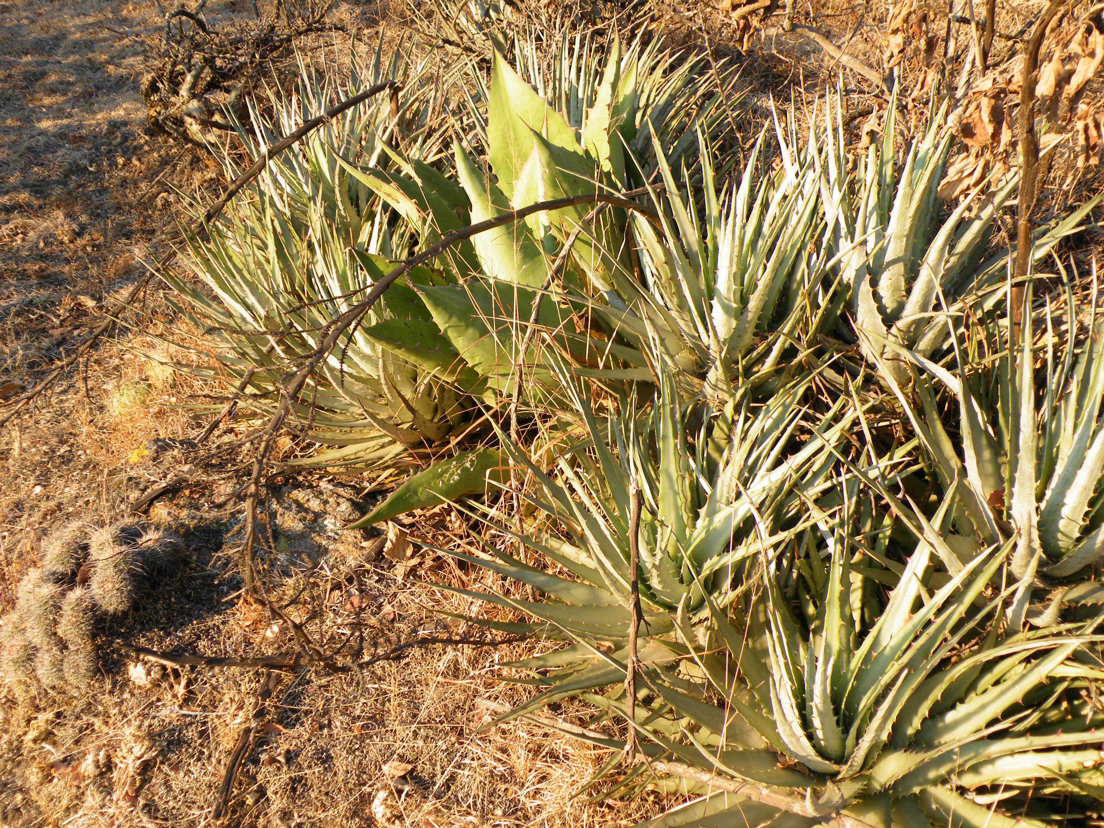 Hechtia species (5752088486).jpg