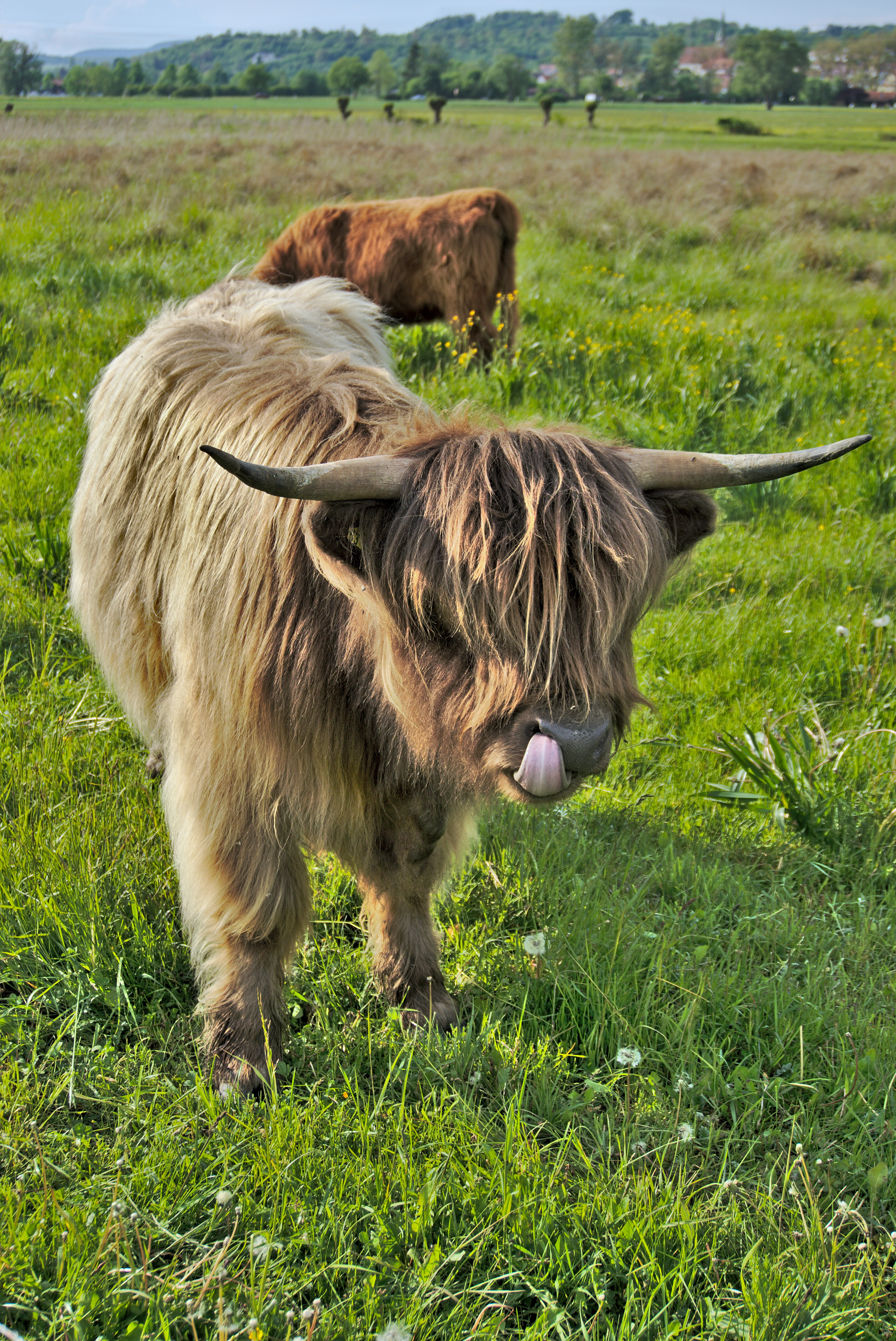 Highland cattle - Wikipedia