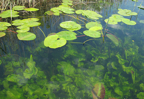 File:Hutovo Blato clear cold water.jpg