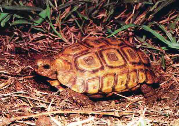 Kinixys natalensis - adult male Natal Hinged Tortoise - RSA