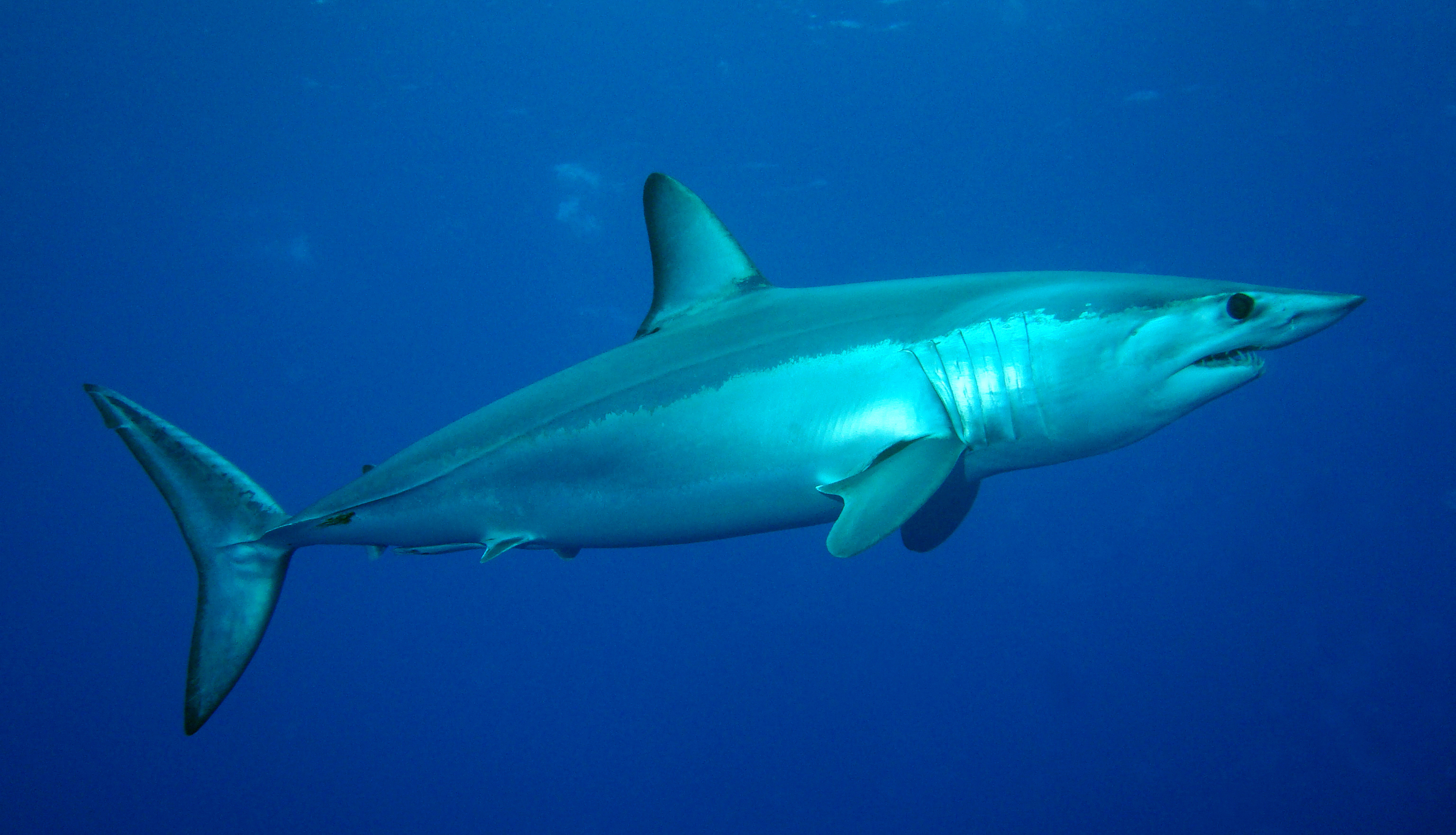 Мако акула опасна для человека. Акула мако. Isurus oxyrinchus акула мако. Акула-мако (серо-голубая акула). Сельдевая акула мако.