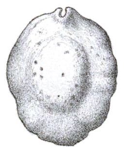 <i>Lamellaria</i> Genus of gastropods