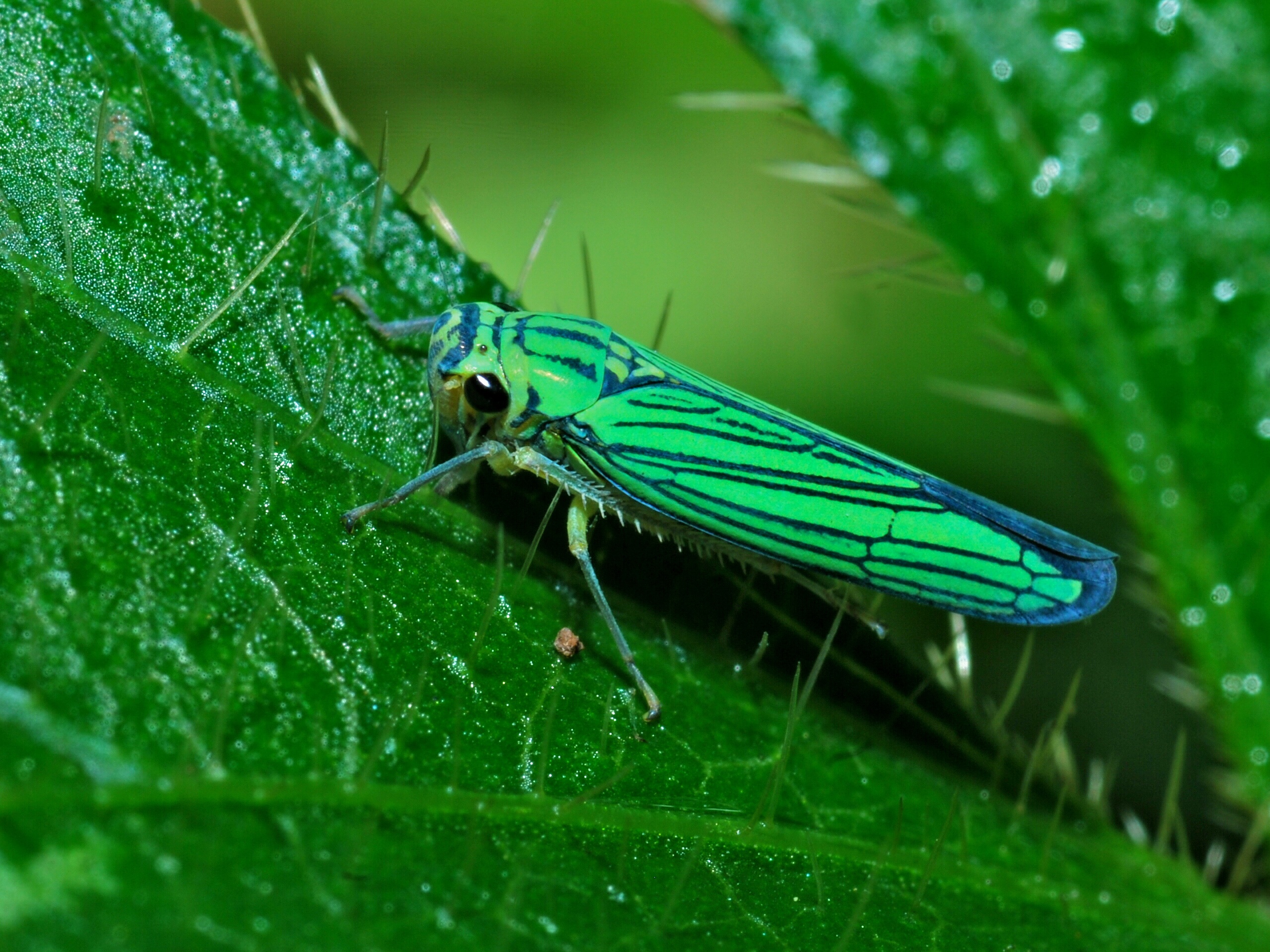 Leafhopper (Tettigoniella nigrinervis) (6807780777).jpg