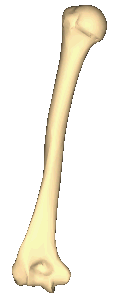 Left humerus - close-up - animation - stop at posterior view.gif