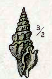 <i>Leptadrillia quisqualis</i> Species of gastropod