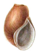Drawing of the shell of Leptoxis coosaensis Leptoxis taeniata shell 4.jpg