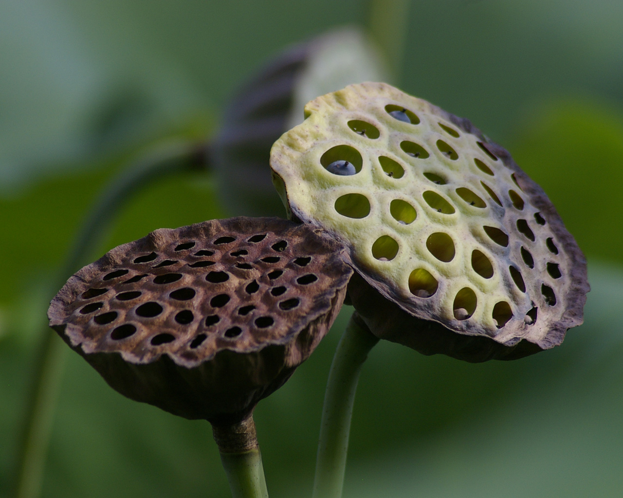 File:Lotus seed pods.jpg - Wikimedia Commons