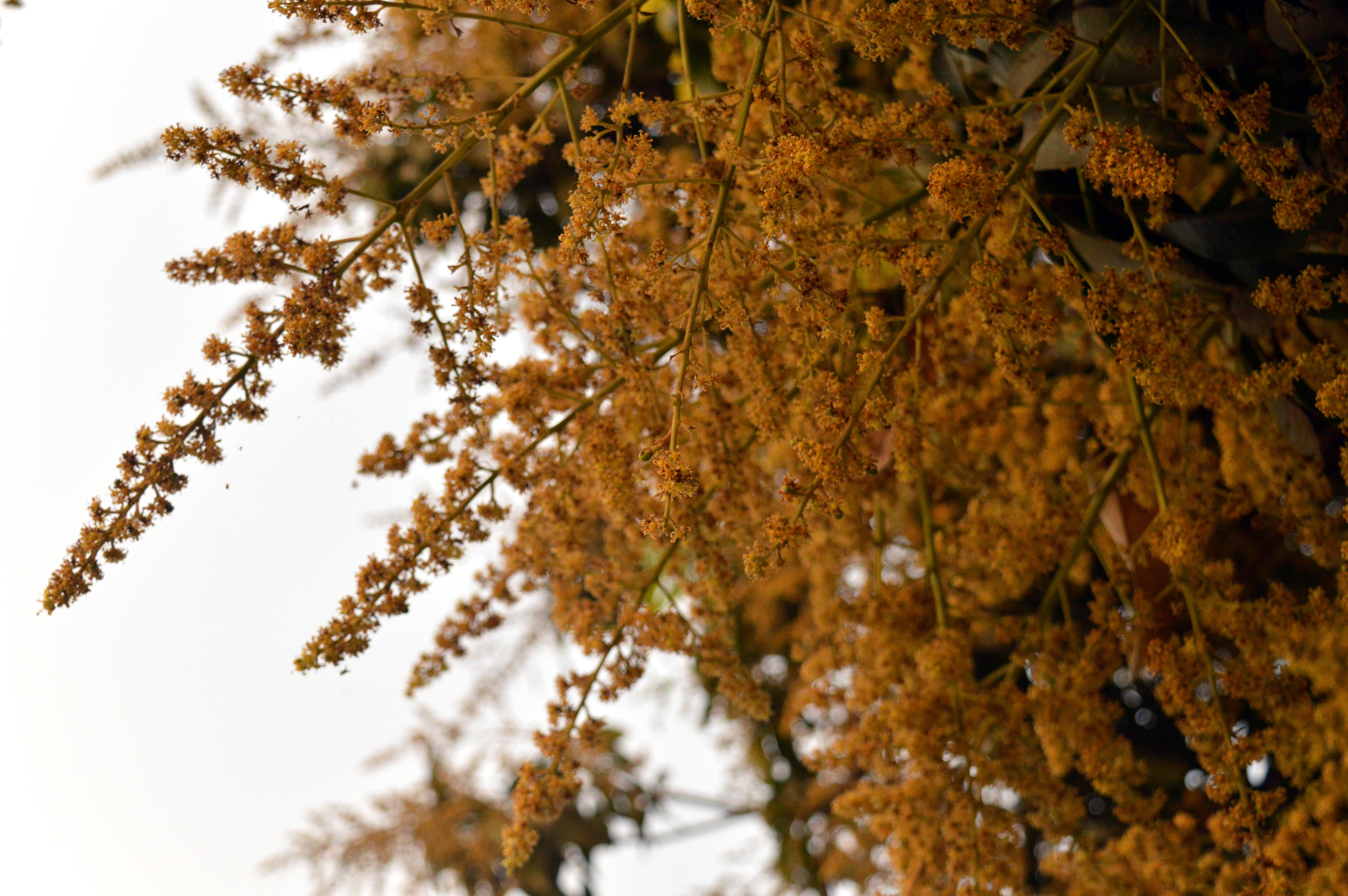 Mango tree in full bloom