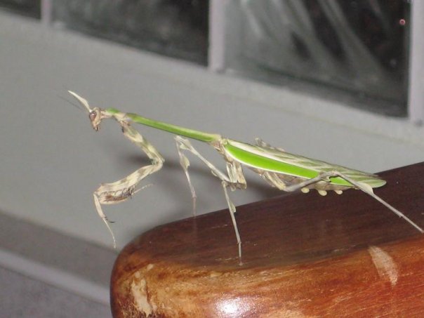 File:Mantis Peru.jpg