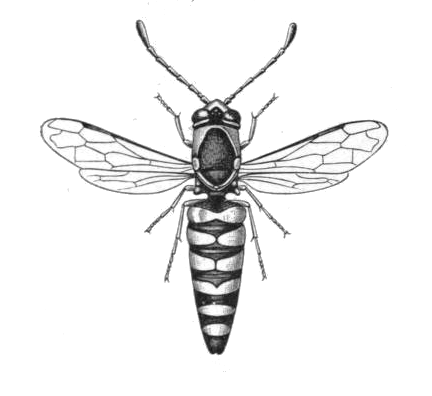 File:Masaris vespiformis m.png