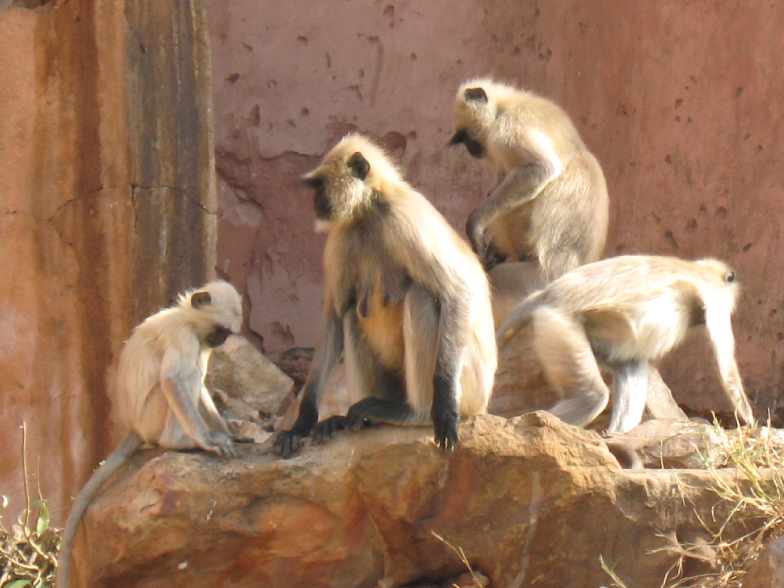 file-monkeys-in-india-jpg-wikipedia-the-free-encyclopedia