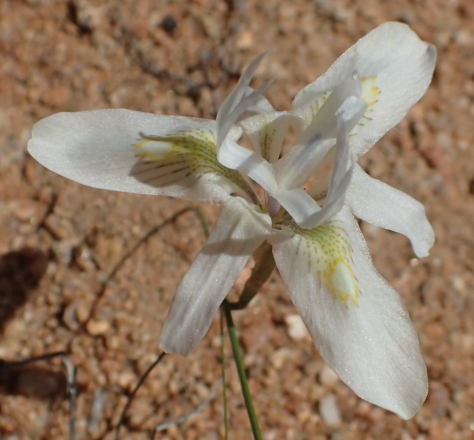 Moraea южноафриканская