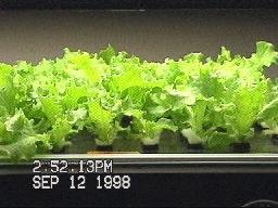 File:NASA-Aeroponics International-lettuce-day9.jpg