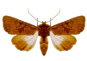 Mounted Neumichtis nigerrima.jpg