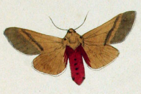 <i>Spilosoma melanopsis</i> Species of moth