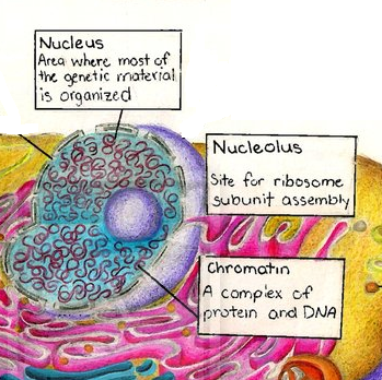 File:Nucleus Nucleolus and chromatin of animal  - Wikimedia Commons
