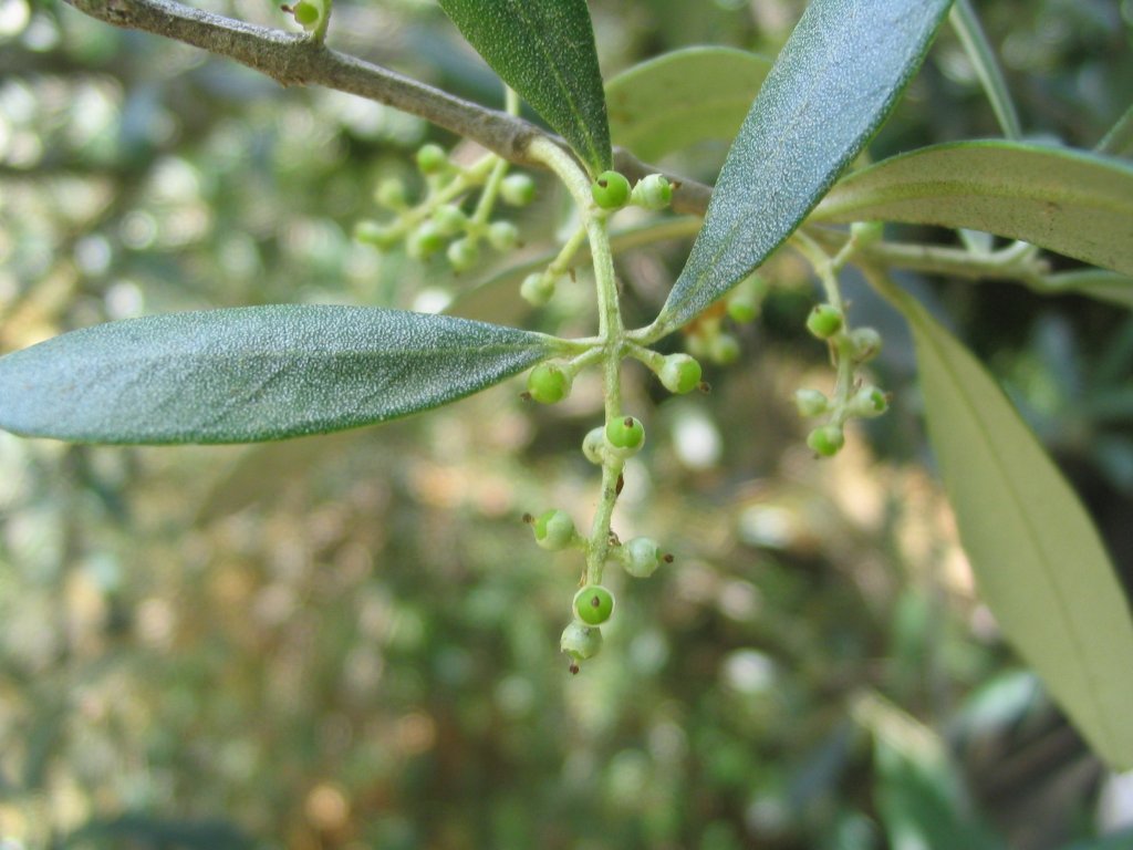 les olives wikipedia - les olives et la santé