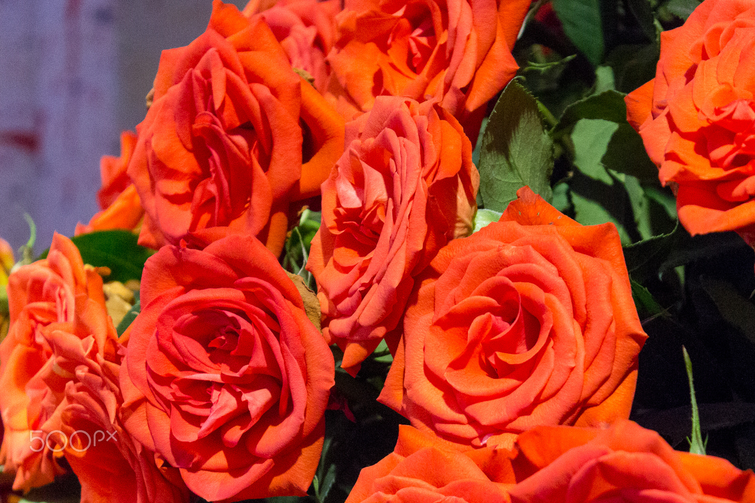 orange roses images