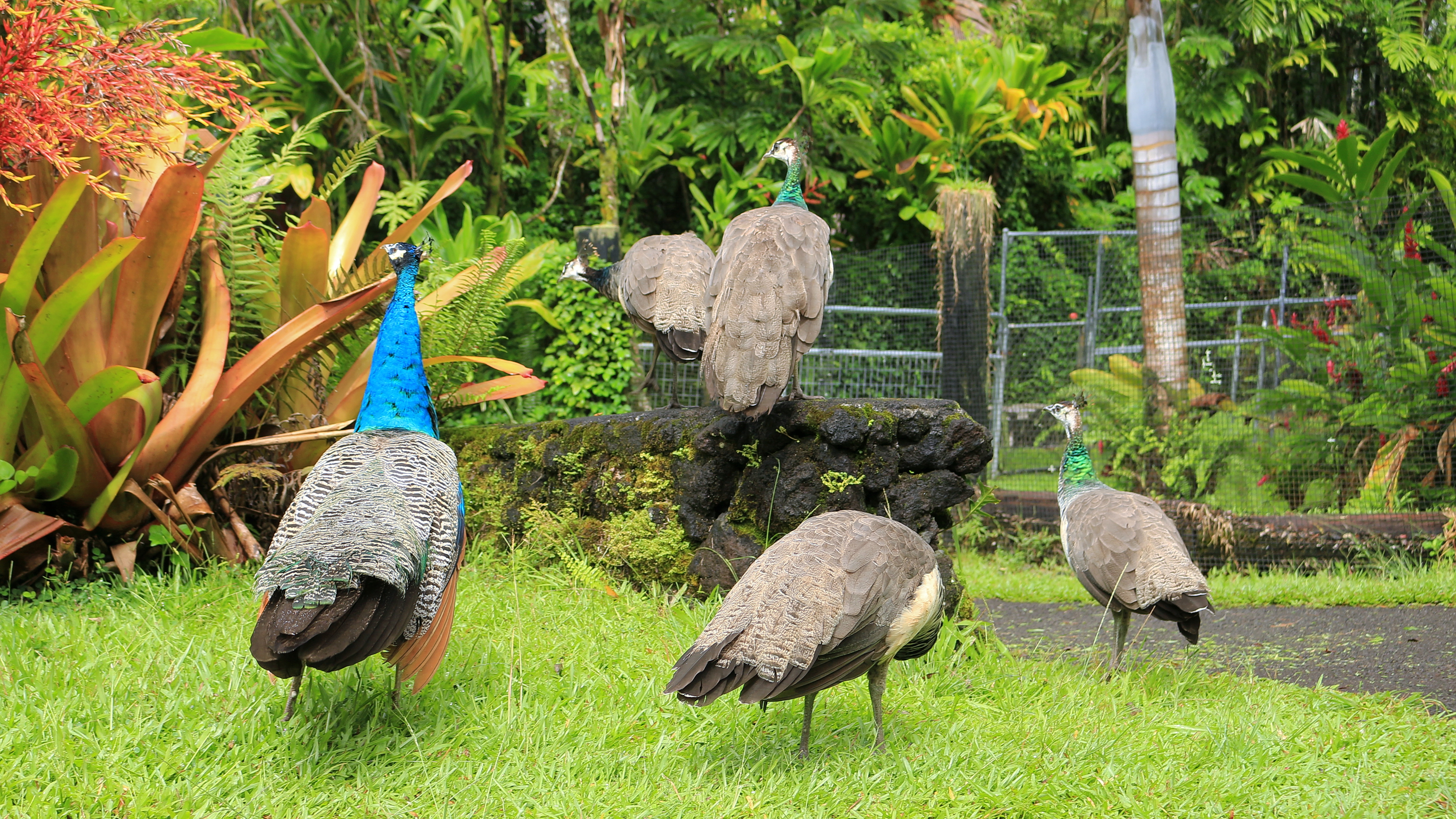 File:Pana'ewa Rainforest Zoo & Gardens, Hilo (504303) (23467934816).jpg -  Wikimedia Commons