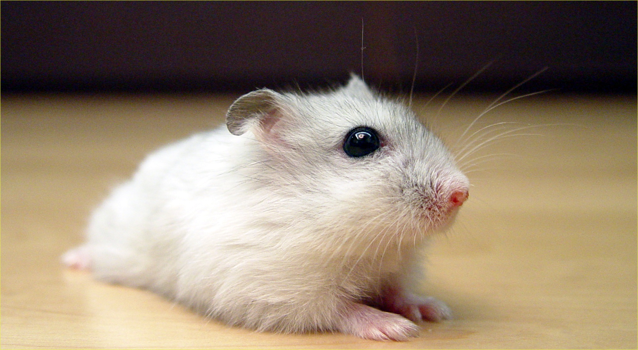 Hamster Wikipedia,Turtle Names Adopt Me
