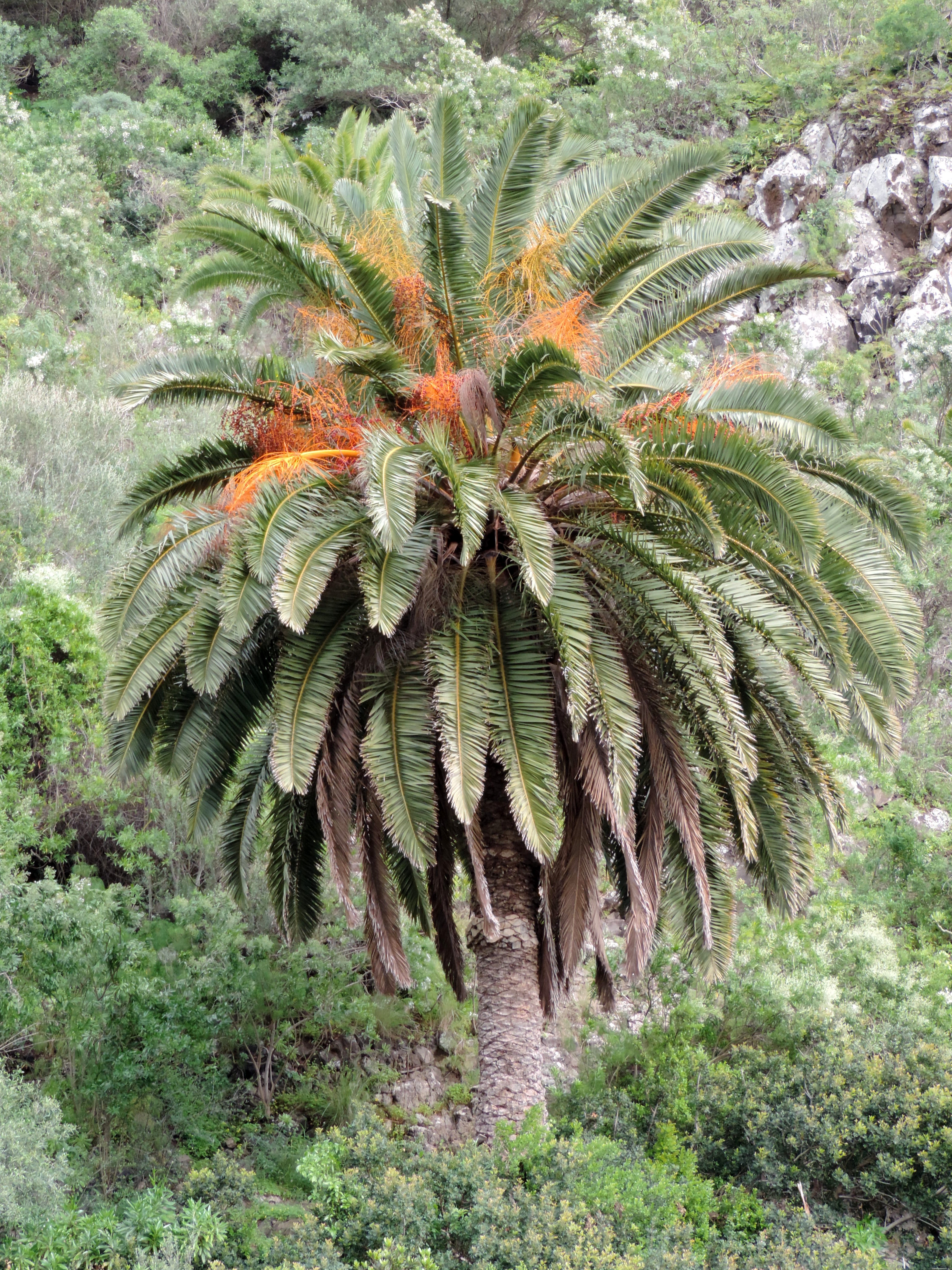 Palmier Phoenix Canariensis