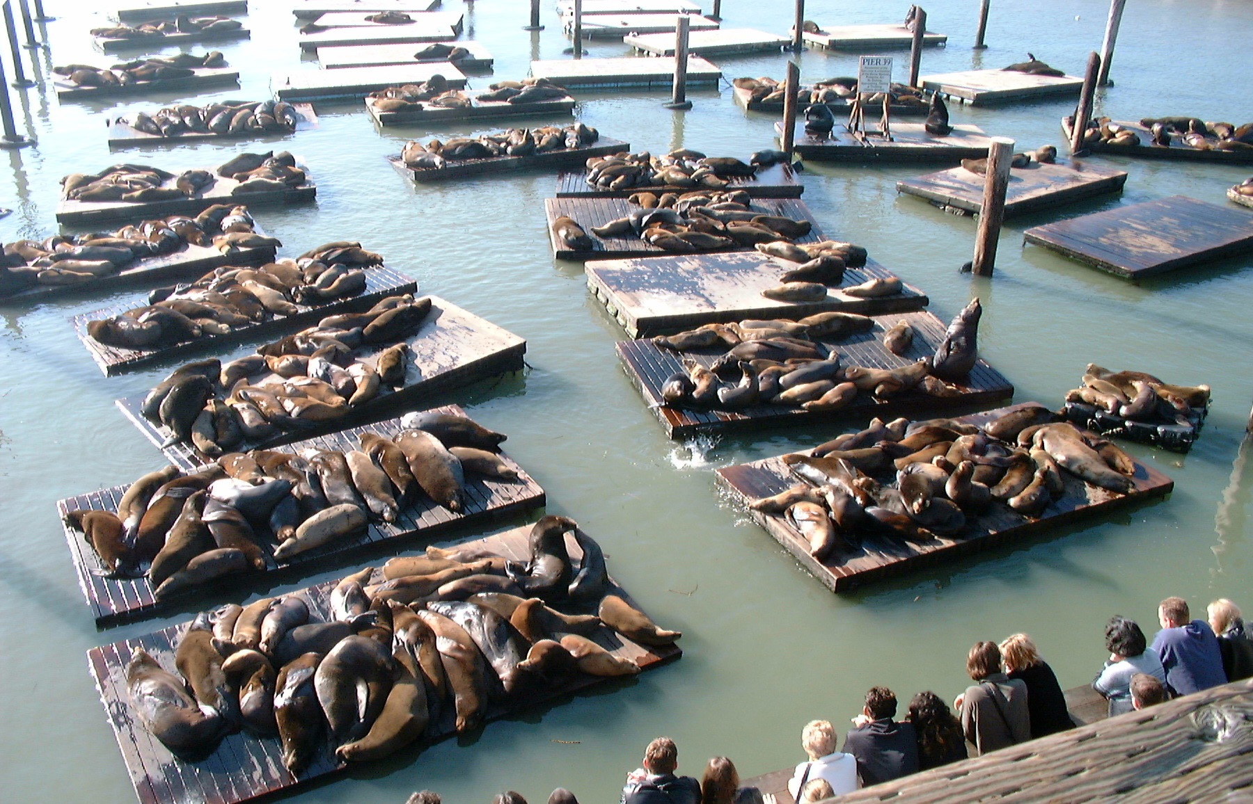 File:California, San Francisco, Pier 39, sea lions.jpg - Wikimedia Commons