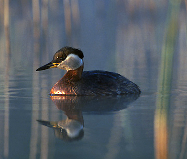 File:Podiceps griseigena 2-4c.jpg