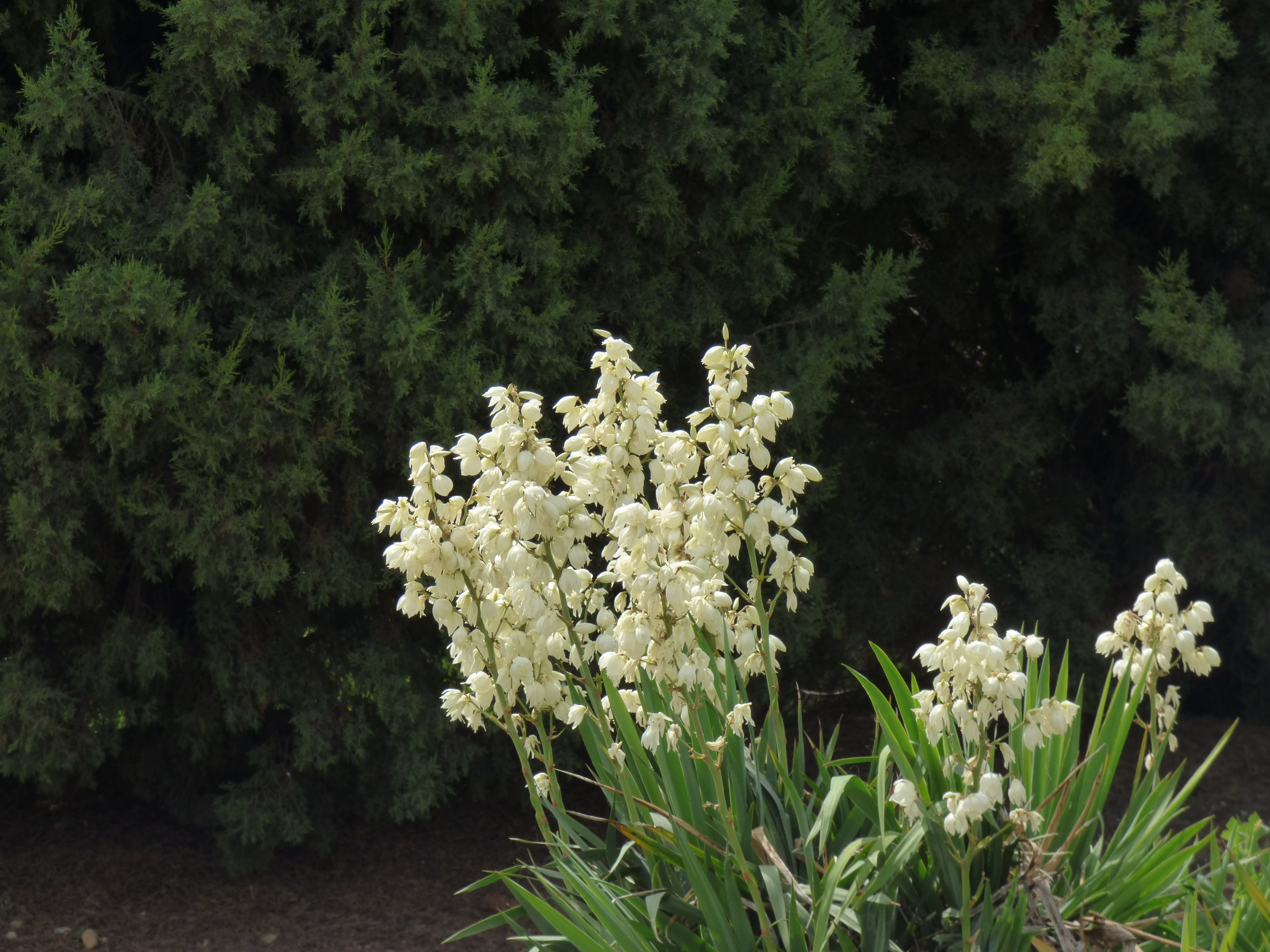 File Prazska Botanicka Zahrada Prager Botanischer Garten