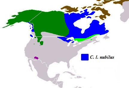 File:Present distribution of the gray wolf subspecies - Great Plains wolf (Canis lupus nubilus).jpg