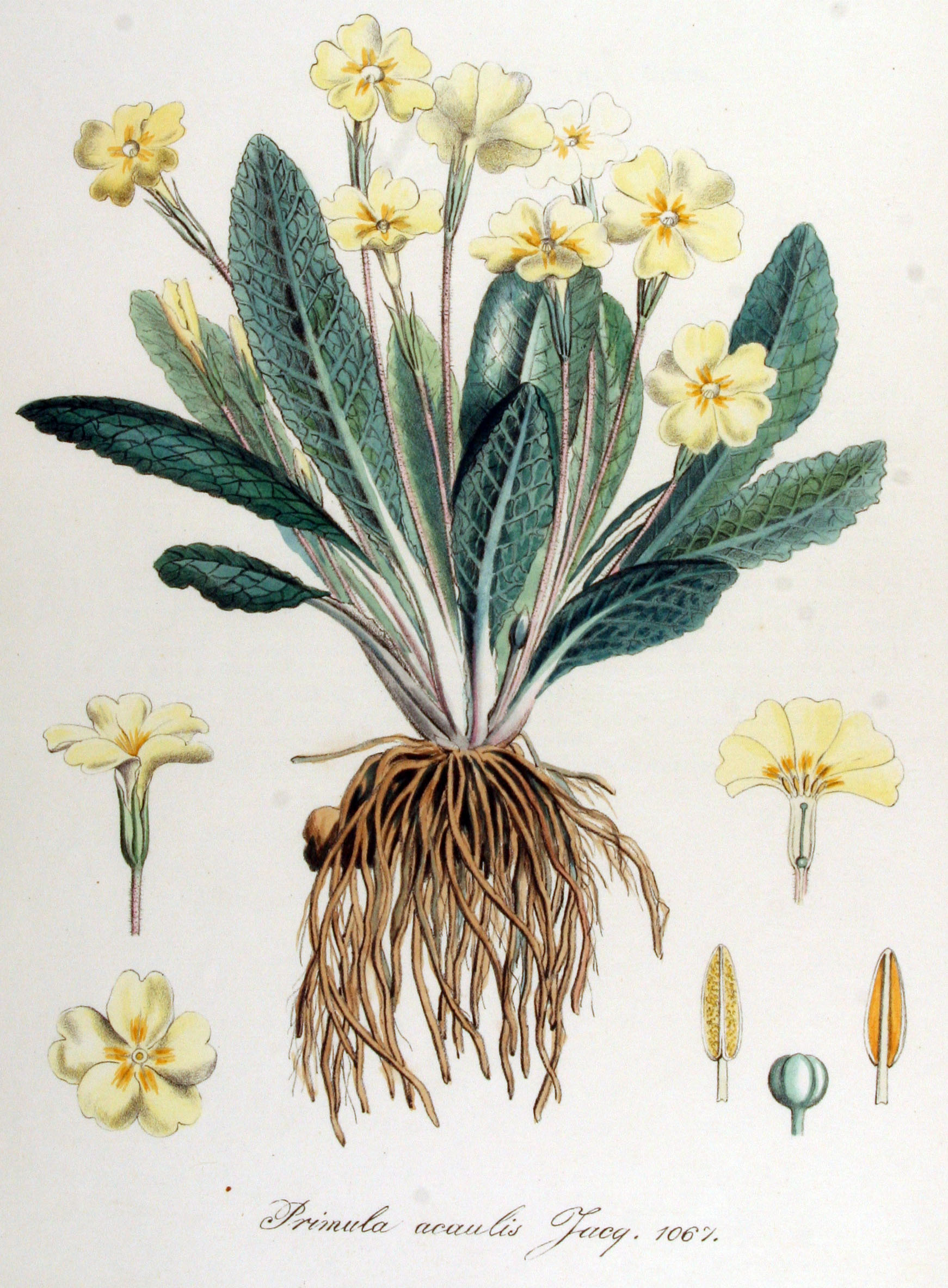 Primula acaulis