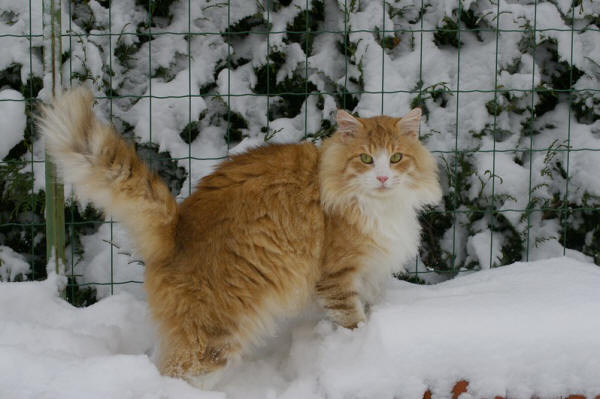 File:Quando norvegien-skogkatt ambre-spotted-tabby.JPG