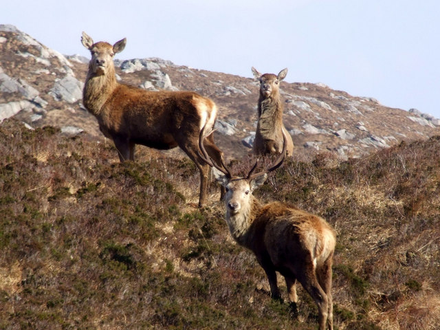 File:Red deer - geograph.org.uk - 604647.jpg