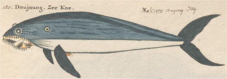 File:Renard-2nd-ed-1754(Mich U)-Fol034-n180-dugong.jpg