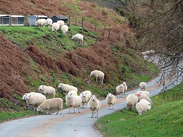 File:Sheep at Pont y Geufron - geograph.org.uk - 288694.jpg