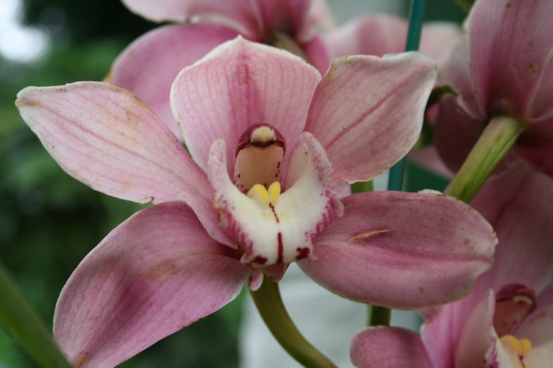 File:Sikkim - Paradise of flowers (2645214276).jpg