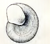 <i>Skenea diaphana</i> species of mollusc
