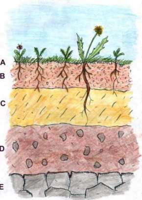 File:Soilprofile1.jpg