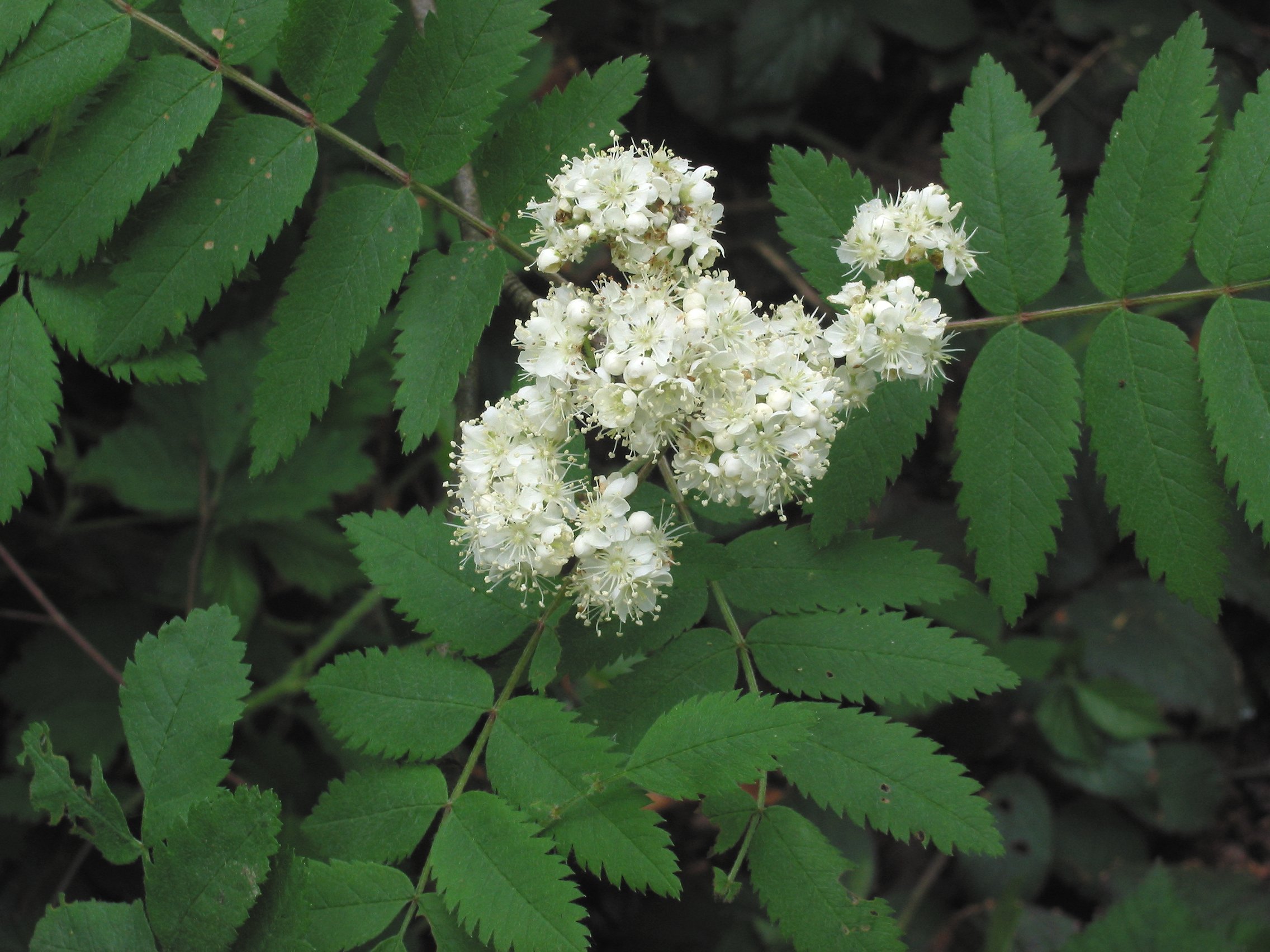 Sorbus aucuparia