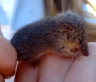 File:Southern ningaui captured in the Middleback Ranges.jpg