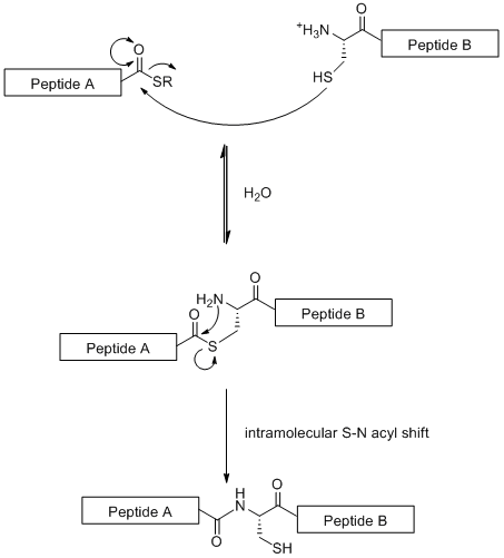 Scheme 3 Mechanism of native chemical ligation Sulfur1.gif