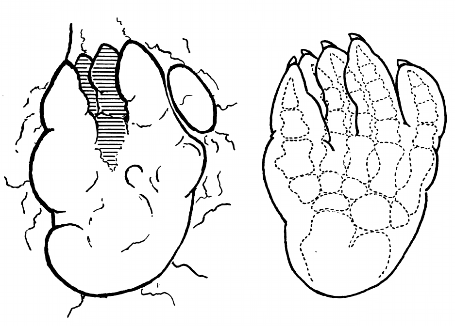 File Thinopus Morton 1926 Drawing Png Wikipedia