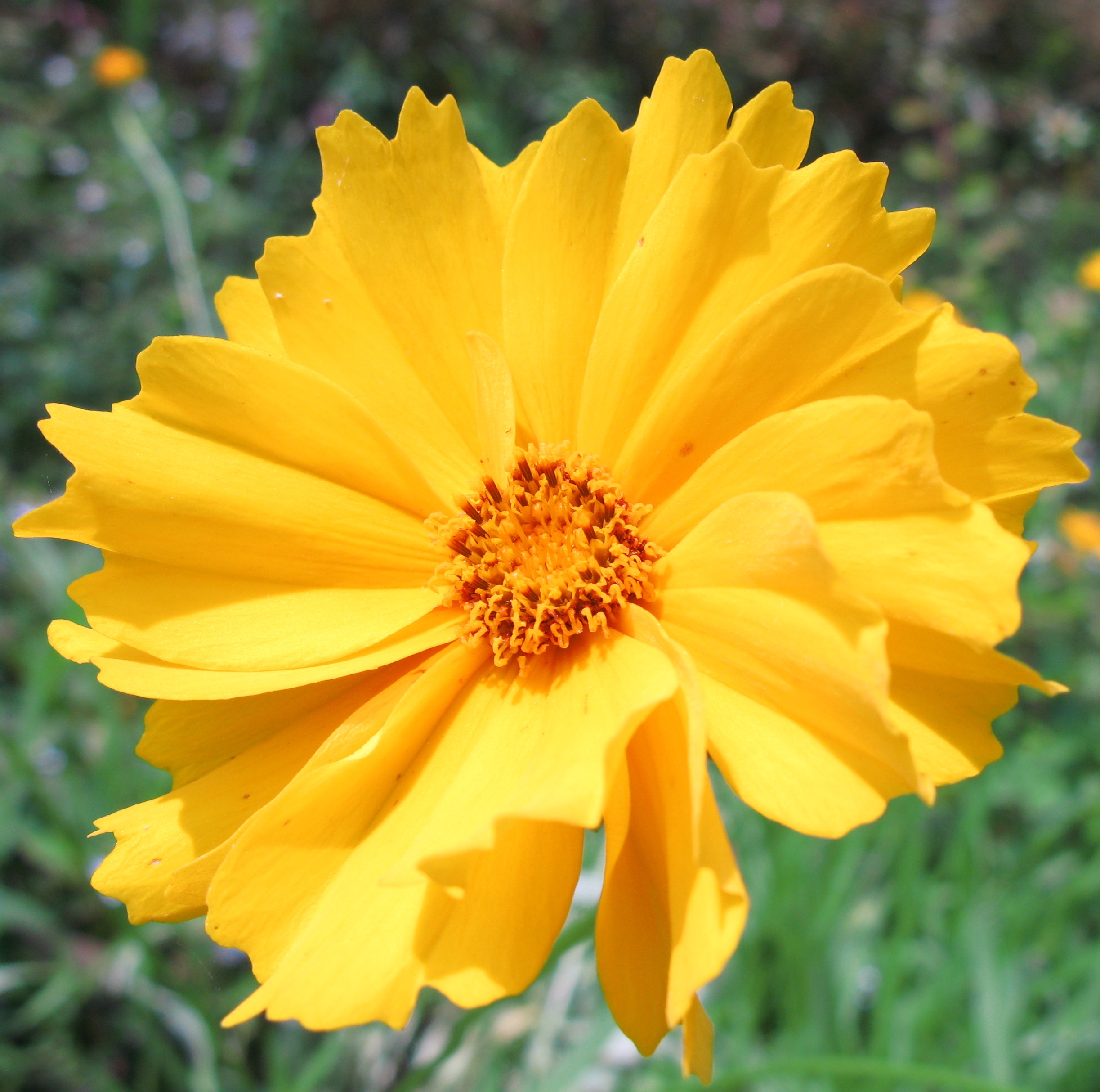 File Tickseed Coreopsis Lanceolata 大金鶏菊 おおきんけいぎく Tanaka Juuyoh 田中十洋 Jpg Wikimedia Commons