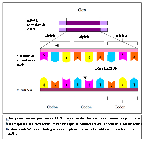 File:Transcription es.jpg