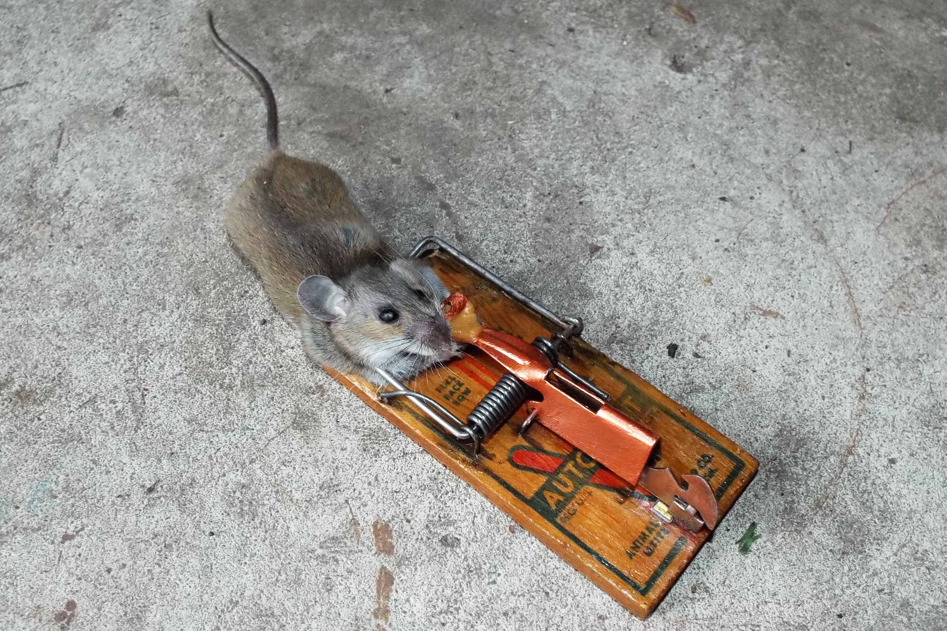 https://upload.wikimedia.org/wikipedia/commons/d/de/Vintage_Victor_mousetrap_with_dead_mouse.jpg