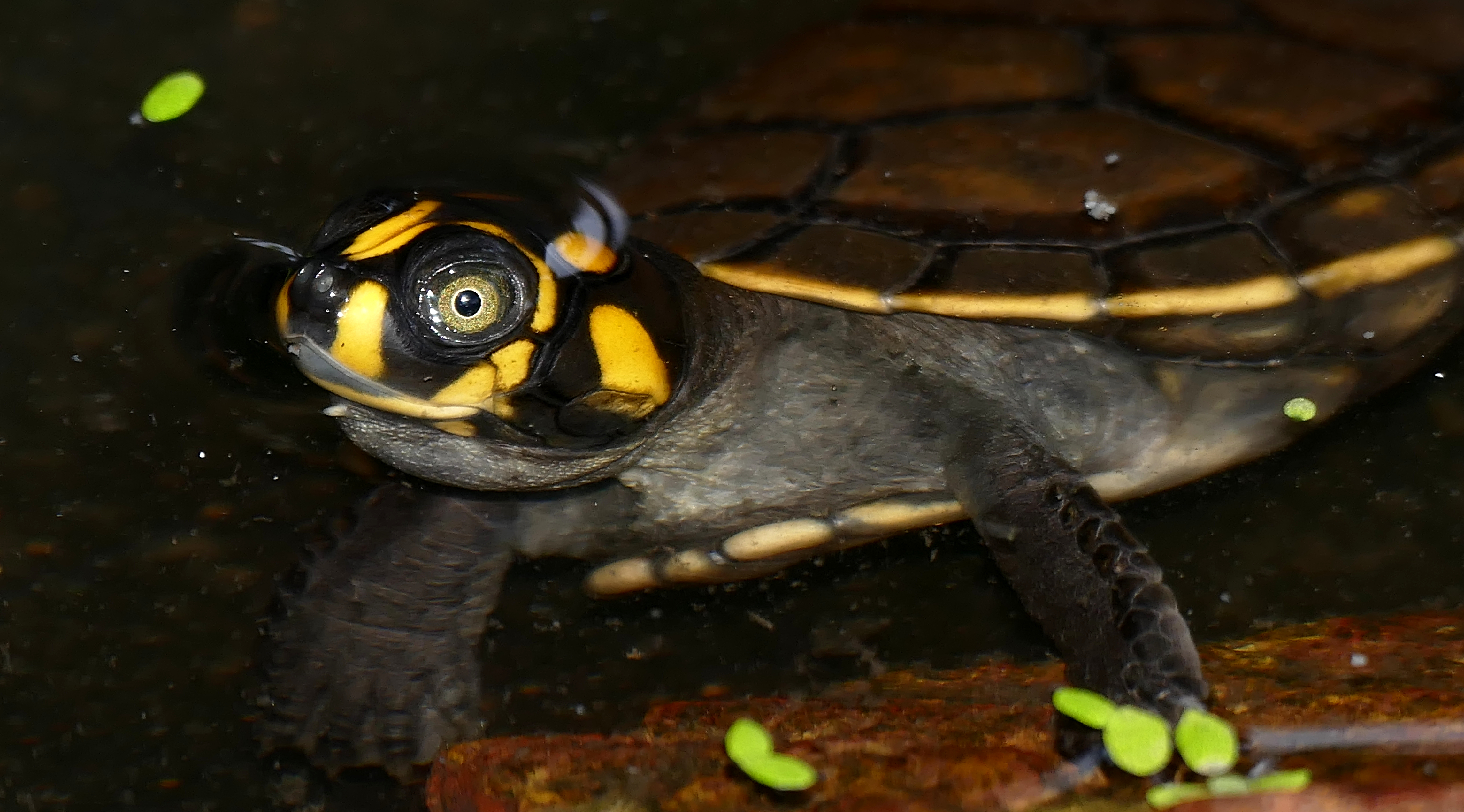 yellow-spotted amazon river turtle