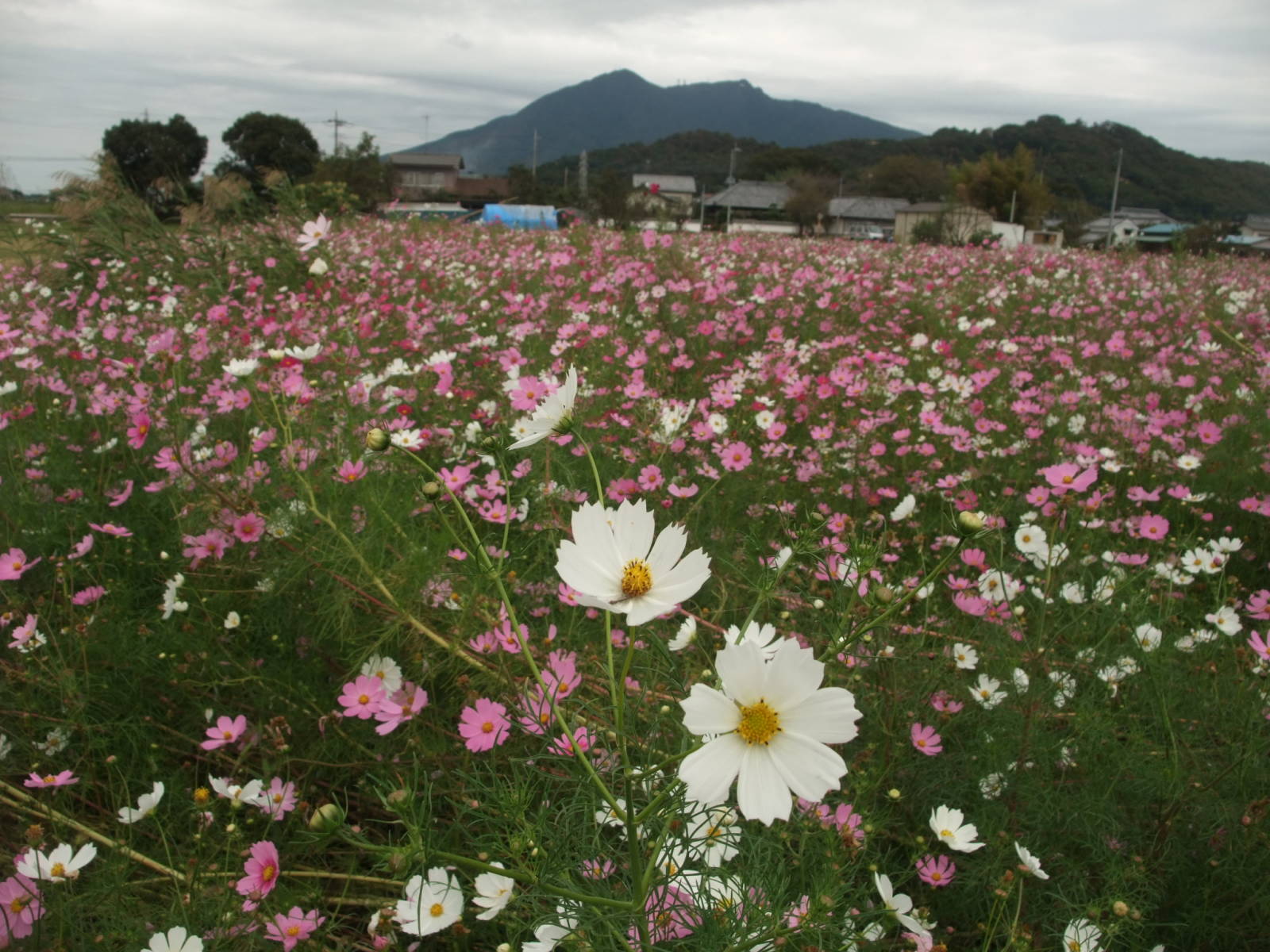 File 10月のコスモス畑と筑波山 Panoramio Jpg Wikimedia Commons