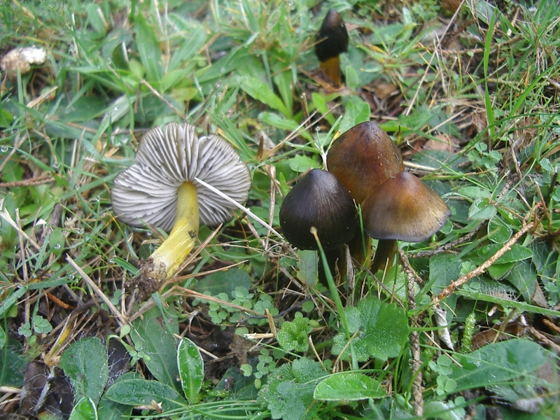 File:2004-11-22 Hygrocybe conica.jpg