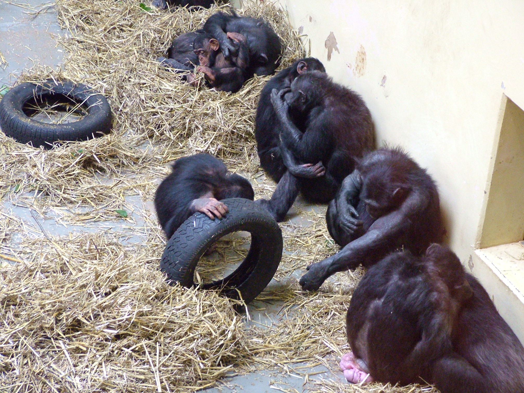 Bonobo — Wikipédia